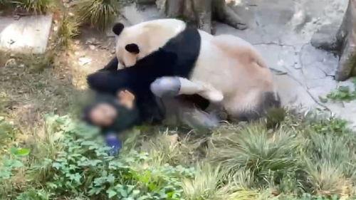 熊猫岁岁视频爆料,揭秘娱乐圈幕后真相  第1张